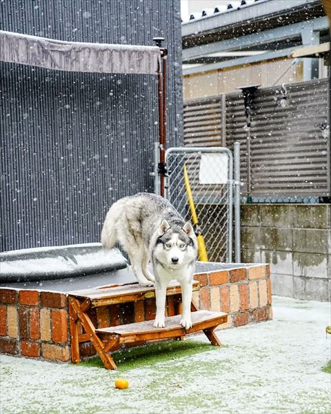屋外でカメラ目線ワンコ