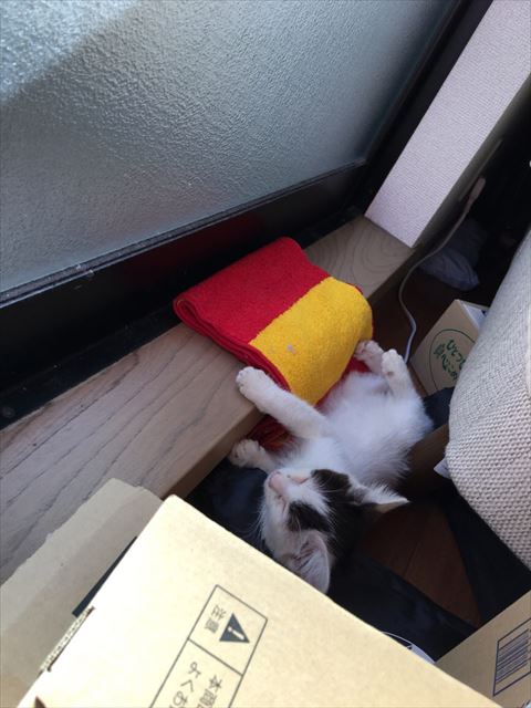 窓際で寝る子猫