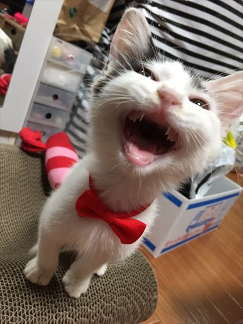 赤いリボンつけて鳴く猫