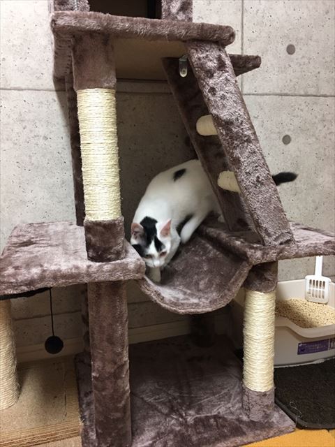 タワーで遊ぶ猫