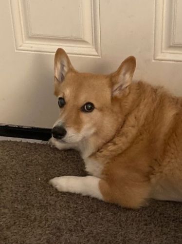 注文が多い犬