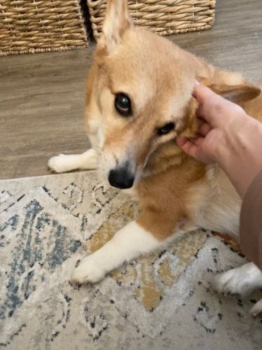 注文が多い犬