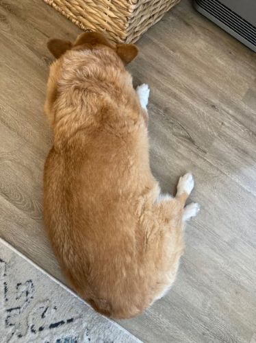 注文が多い犬
