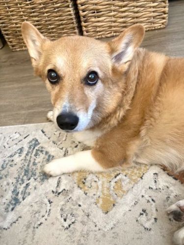 注文が多い犬