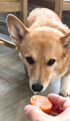 注文が多い犬