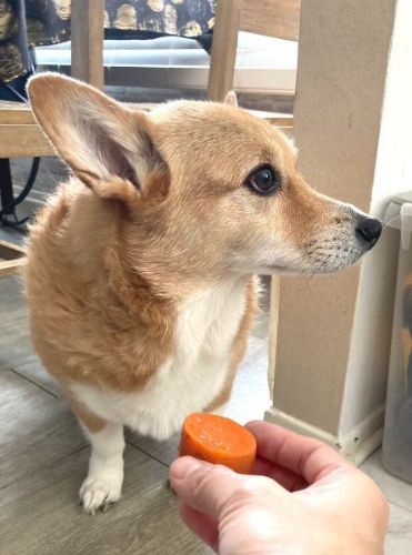 注文が多い犬