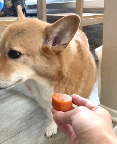注文が多い犬