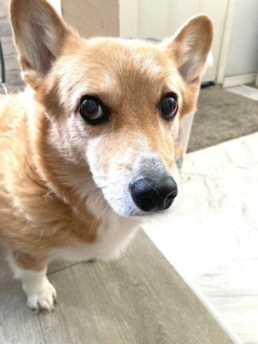 注文が多い犬