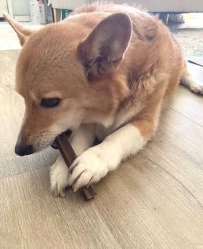注文が多い犬