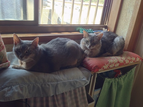 同居猫と並ぶ姿