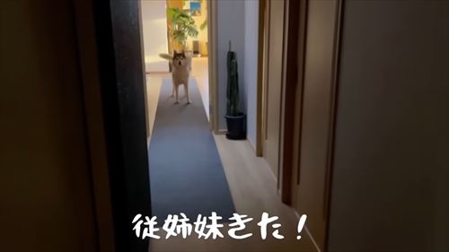 お出迎えハスキー