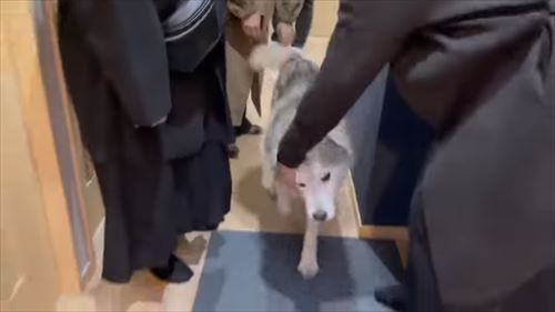 お出迎えハスキー