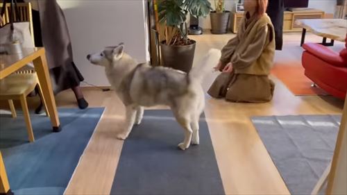 リビングについたハスキー