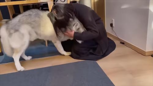 甘えるハスキー