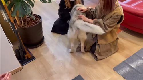 甘えるハスキー