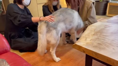 甘えるハスキー