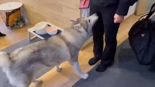 お出迎えハスキー