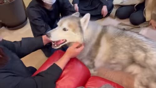 かわいがられるハスキー