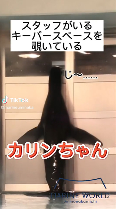 じー……とみるカリンちゃん