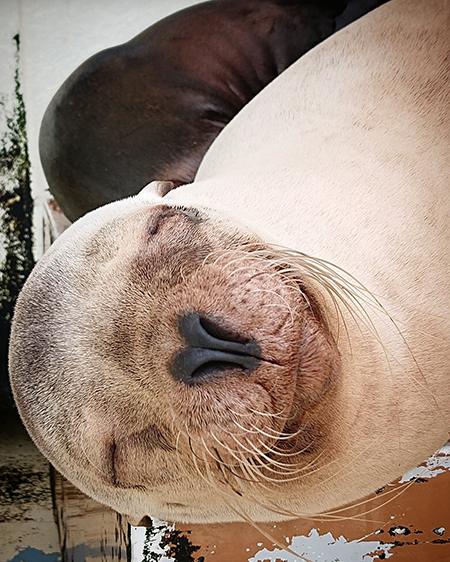 眠るカリンちゃん