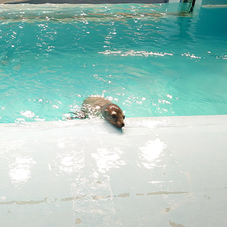 ごはんまちアキちゃん