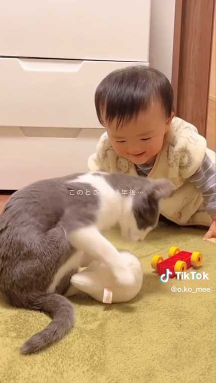 キャッチボールする子猫と赤ちゃん