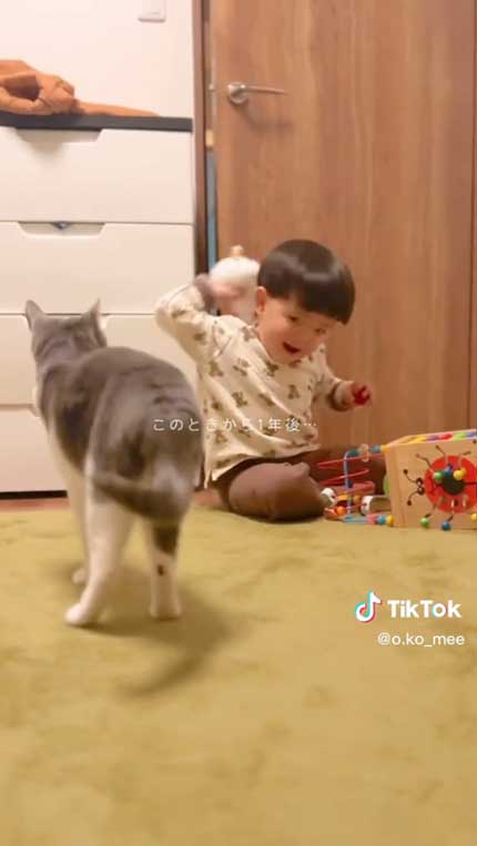1歳になった赤ちゃんと猫