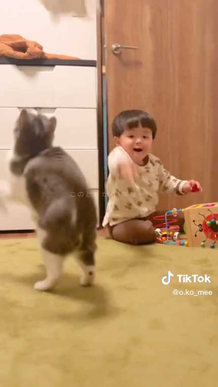 キャッチする猫