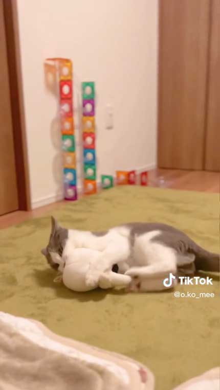 ぬいるぐみける猫