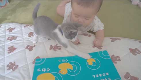 絵本読む猫と赤ちゃん