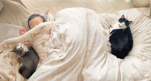 お姉さん猫のきのこさん