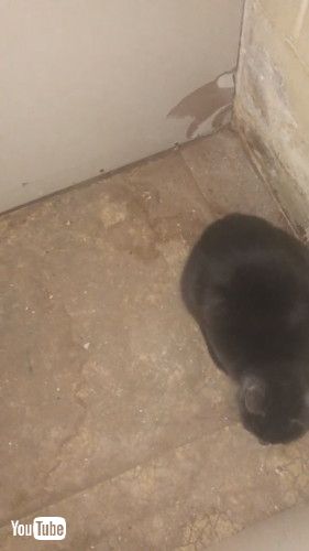 キャビネット裏にいた猫