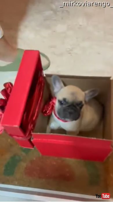 子犬のサプライズに喜ぶお母さん