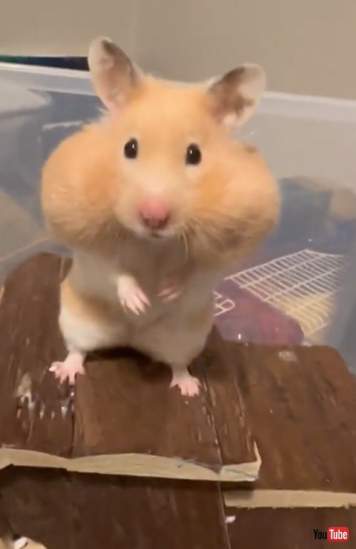 頬袋がパンパンなハムスター