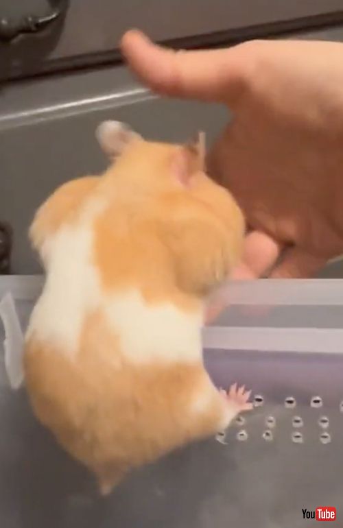 出ようとするハムスター