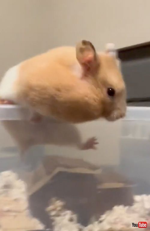 出ようとするハムスター