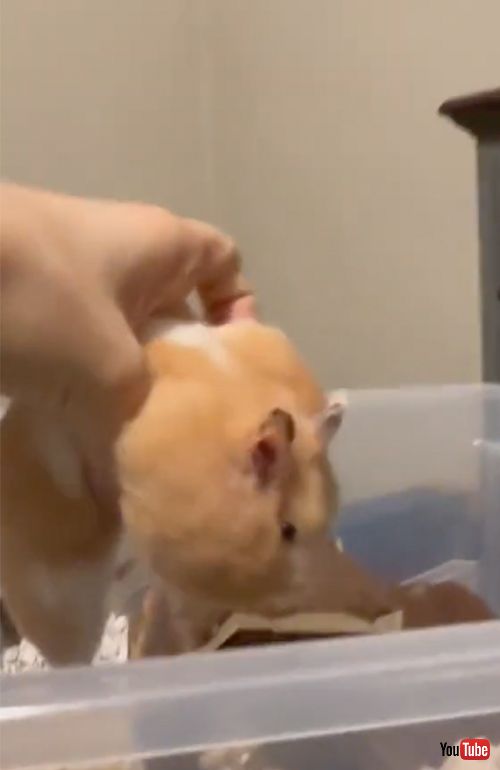 阻止されるハムスター