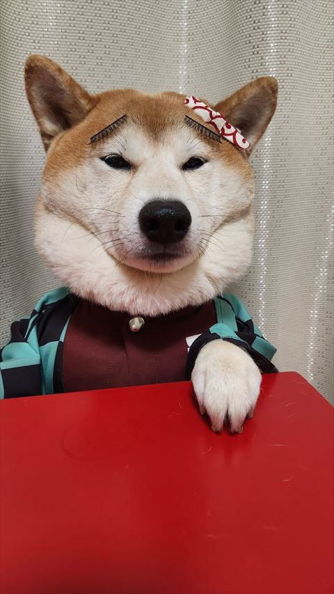 眉毛あるワンコ