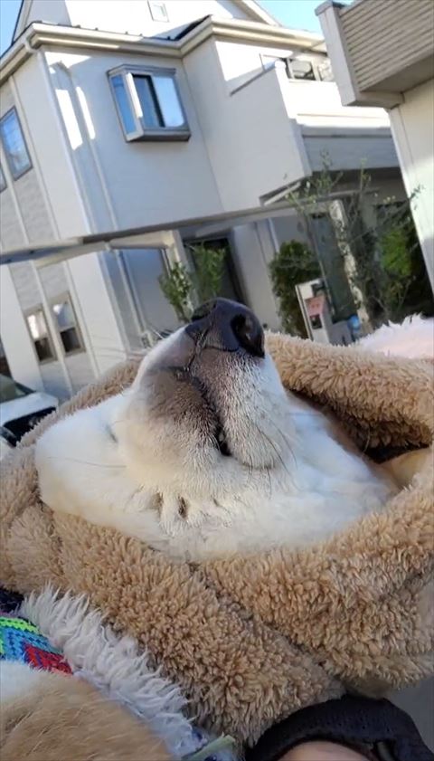 寝てるワンコの鼻と口