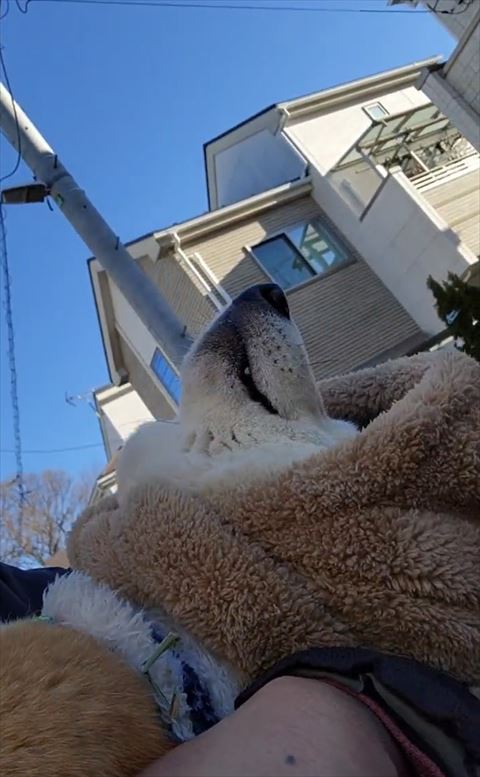 寝てるワンコ横から