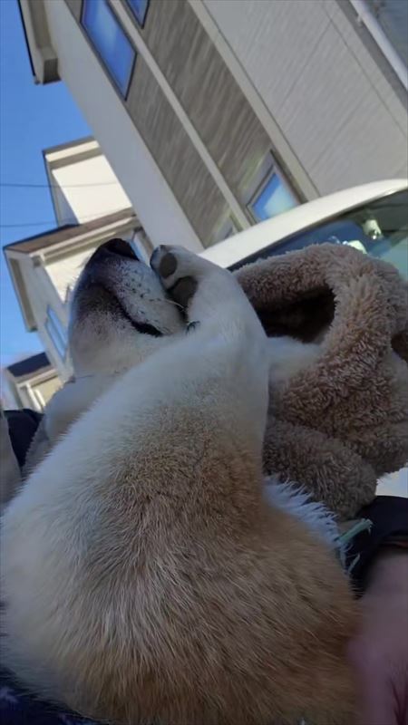 両前足で目をくしくし