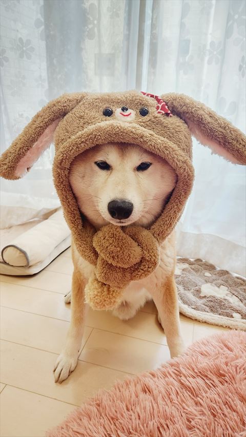 うさぎ帽子ワンコ正面