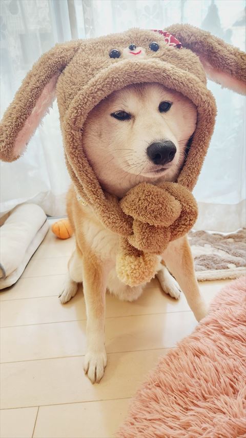 うさぎ帽子ワンコ斜め横から