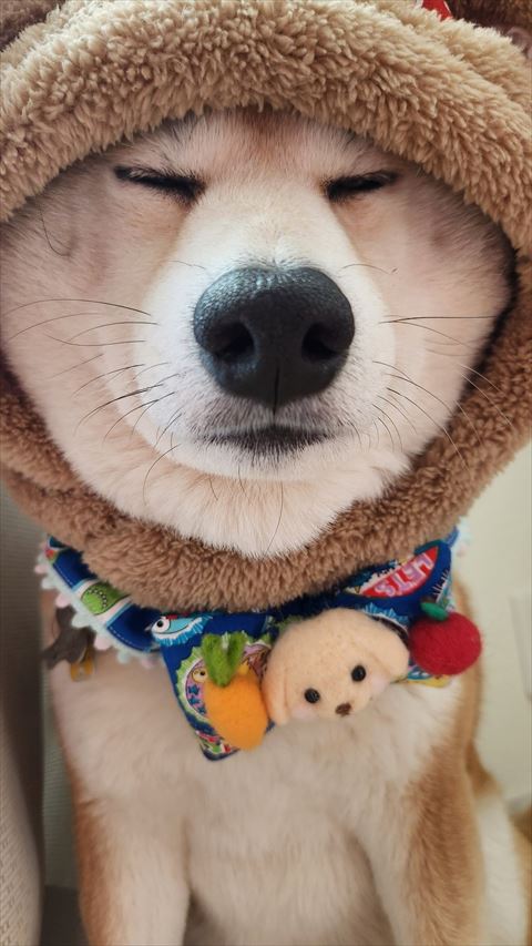 目つむるワンコドアップ