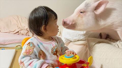 見つめ合う赤ちゃんと豚さん
