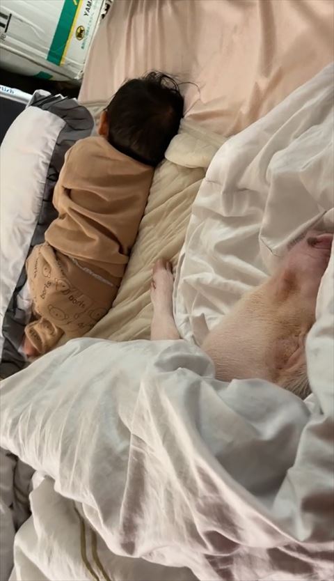 赤ちゃんと豚の寝姿後ろ少しアップ