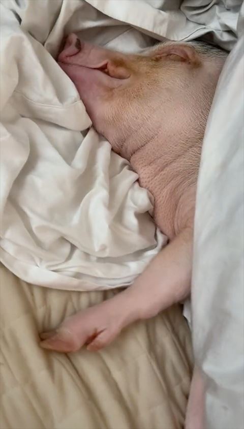 寝てる豚アップ