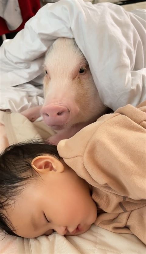 赤ちゃんの寝姿を見守る豚アップ