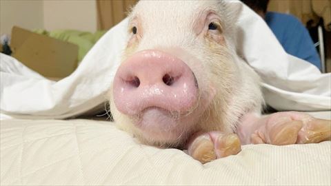 布団から顔出してる豚さんアップ