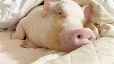 布団でにっこりしてる豚さん